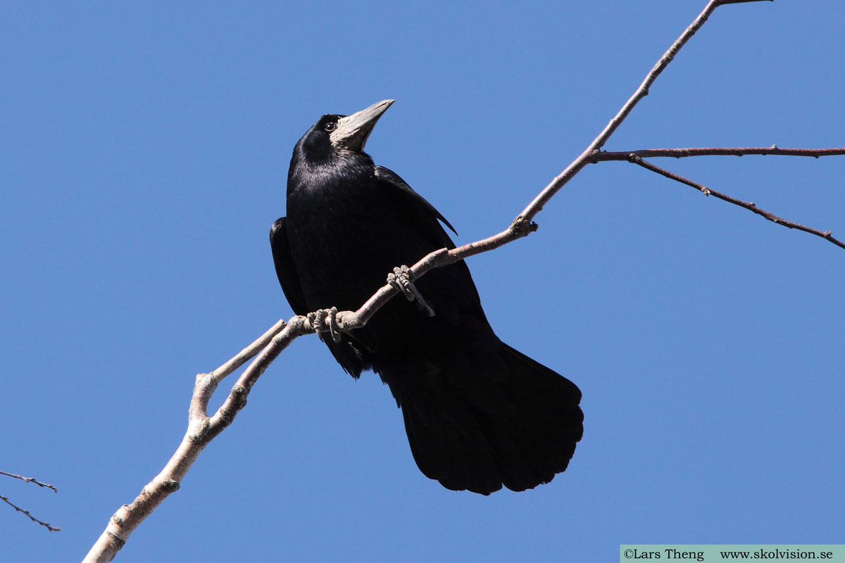 Korp, Corvus corax